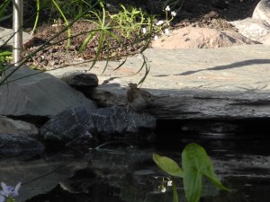 leaning in for a drink...