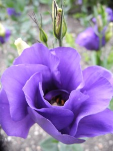 lianthus, reminds me of a rose...