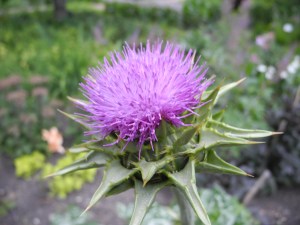 purple-y thistle...