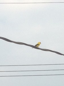 goldfinch singing away on  a wire just outside the back door...