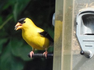goldfinch having breakfast...