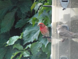 purple finch couple...
