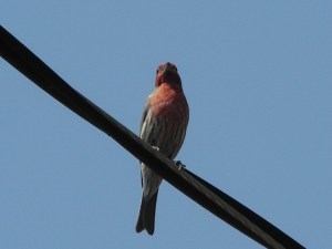 Purple Finch...