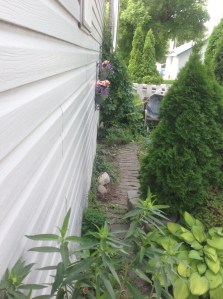 side garden after more weeding... 3/4 done...