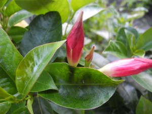 red mandevilla, although my favourite is white...