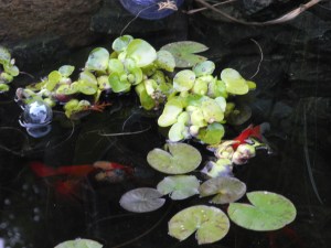 fish under the water hyacinth...