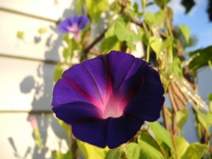 two of the purple morning glories...
