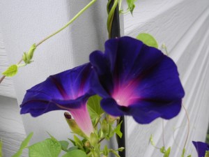 morning glories blooming close together..