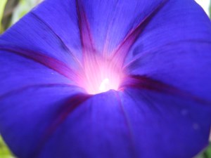 light shining through the beautiful purple morning glory...