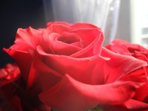 roses the kids sent last year to remember...