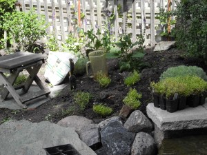 adding alyssum to the landscape...