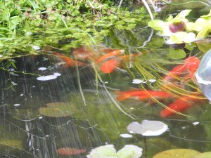 fish foraging for snacks...