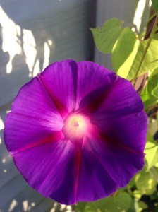 first morning glory this summer...