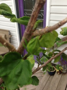 first buds on the hibiscus as well, very late in the season...
