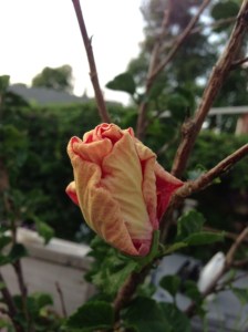 hibiscus bud early this morning...