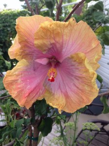 hibiscus when I arrived home...