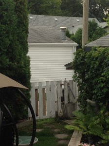 squirrel jumped from garage to tree, couldn't believe it...