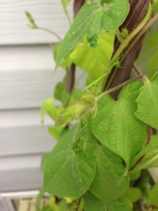 first morning glory buds, one of my favourites...