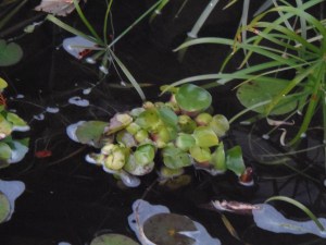 water lily bud hiding among the water hyacinth...