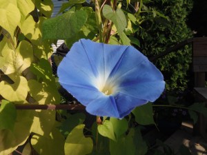 beautiful blue morning glory...