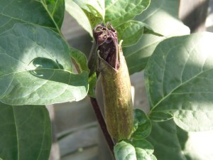 datura which will likely bloom tomorrow....
