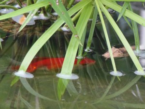 fish in the main part of the pond...