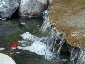 fish looking for food by the waterfall...