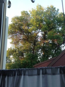 sunlight in the neighbour's tree this morning...