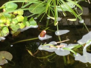 water lily bloom rising up...