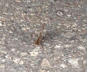 butterfly downtown...