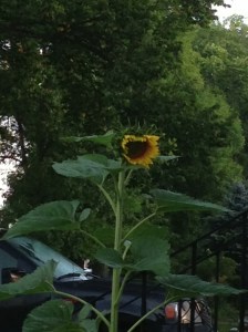 close up of sunflower opening...