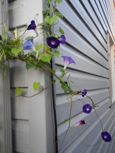 morning glories going around the corner of the house...