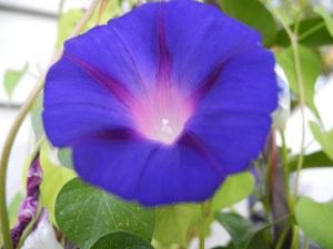 beautiful purple morning glory...