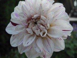 spotted dahlia... wonder what the real name is...