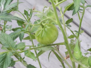tomato growing...