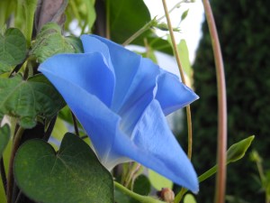 beautiful morning glory...