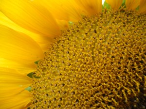 closeup of sunflower in the front flower bed...