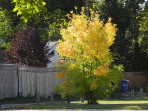 tree at the end of the street which was my first glimpse of the leaves changing colours...