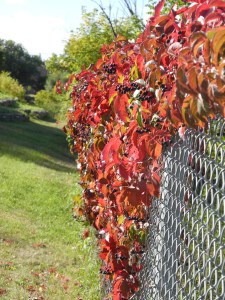 virginia creeper filled with berries and gone from green to red...