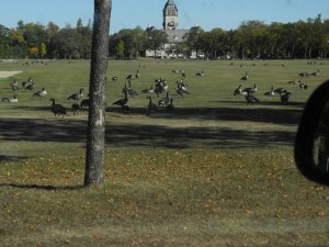 geese in the Park, September 2012...