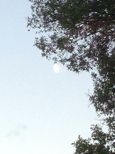 moon through the tree...