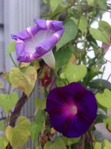 couldn't decide if the lighter coloured one was opening or closing...