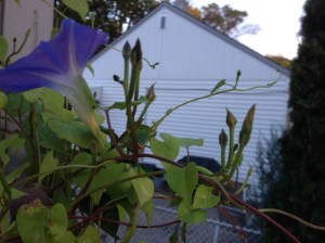 morning glory buds...