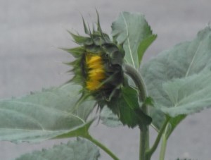sunflower just starting to open...