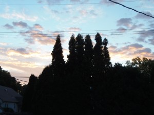 clouds through the trees...