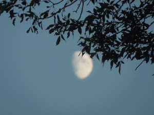 better shot of the moon through the tree...