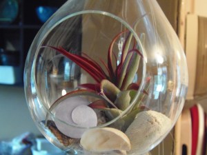 air plant turning red...
