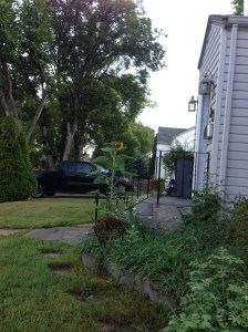 sunflower starting to open...