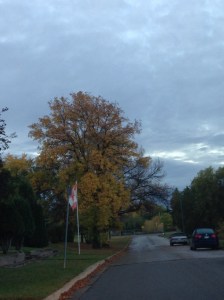 trees shedding leaves...