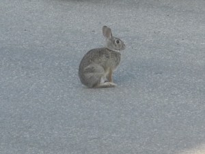 bunny from a few months ago,,,